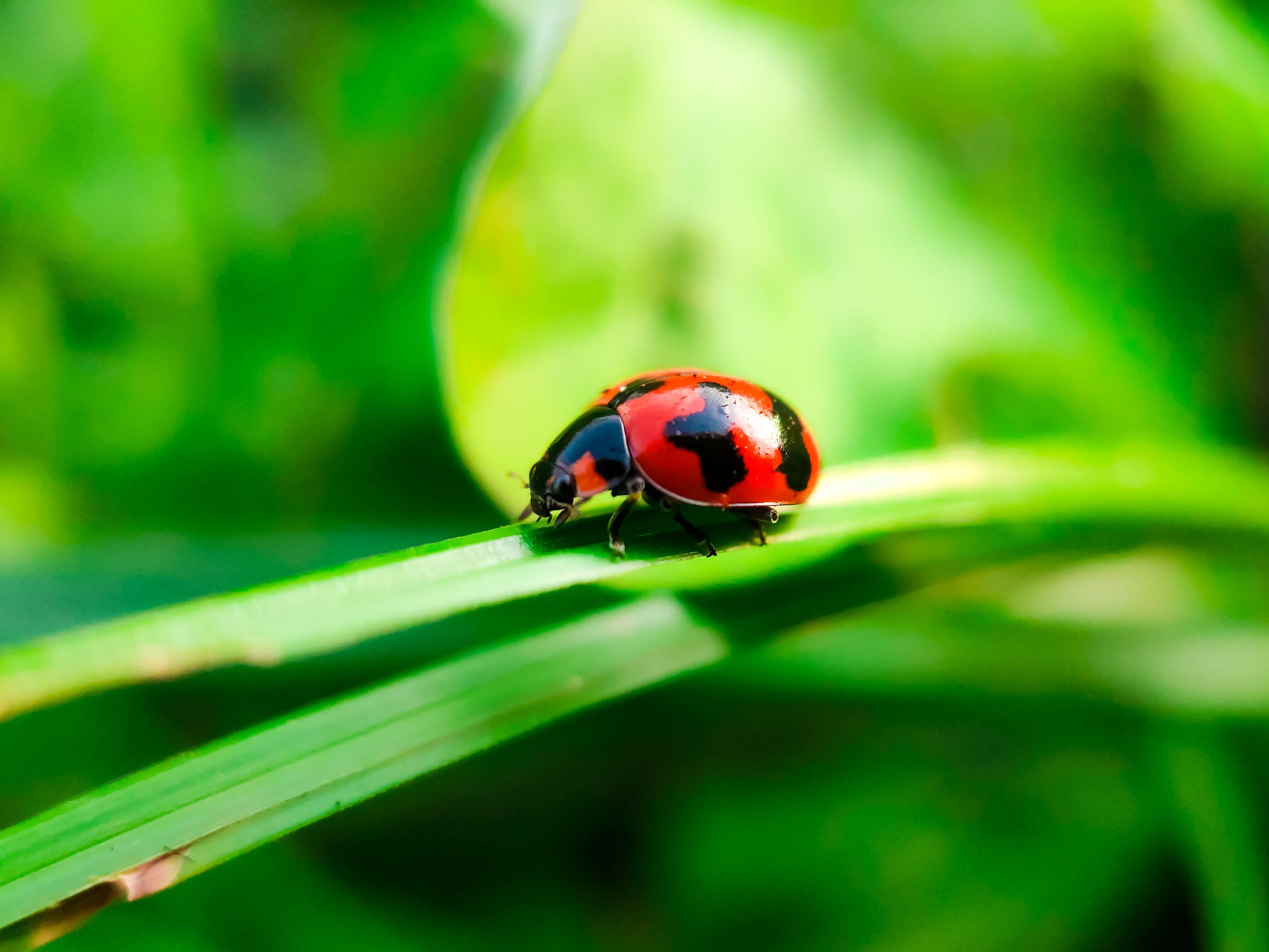 Ladybug on a blade of green grass.